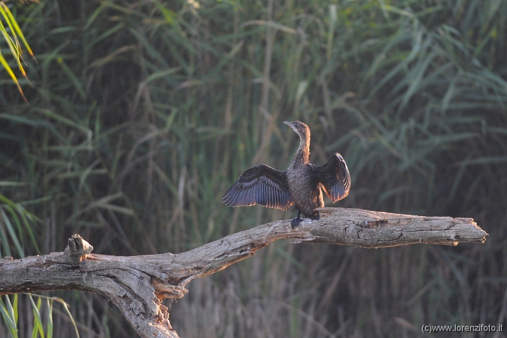 63710 Phalacrocorax pygmeus (Marangone minore).jpg